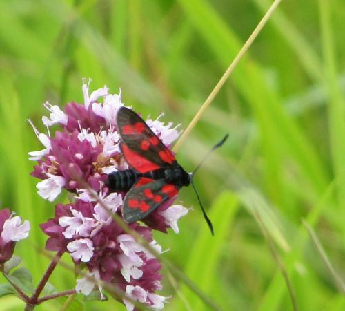 Zygaena filipendulae